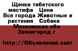 Щенки тибетского мастифа › Цена ­ 80 - Все города Животные и растения » Собаки   . Московская обл.,Звенигород г.